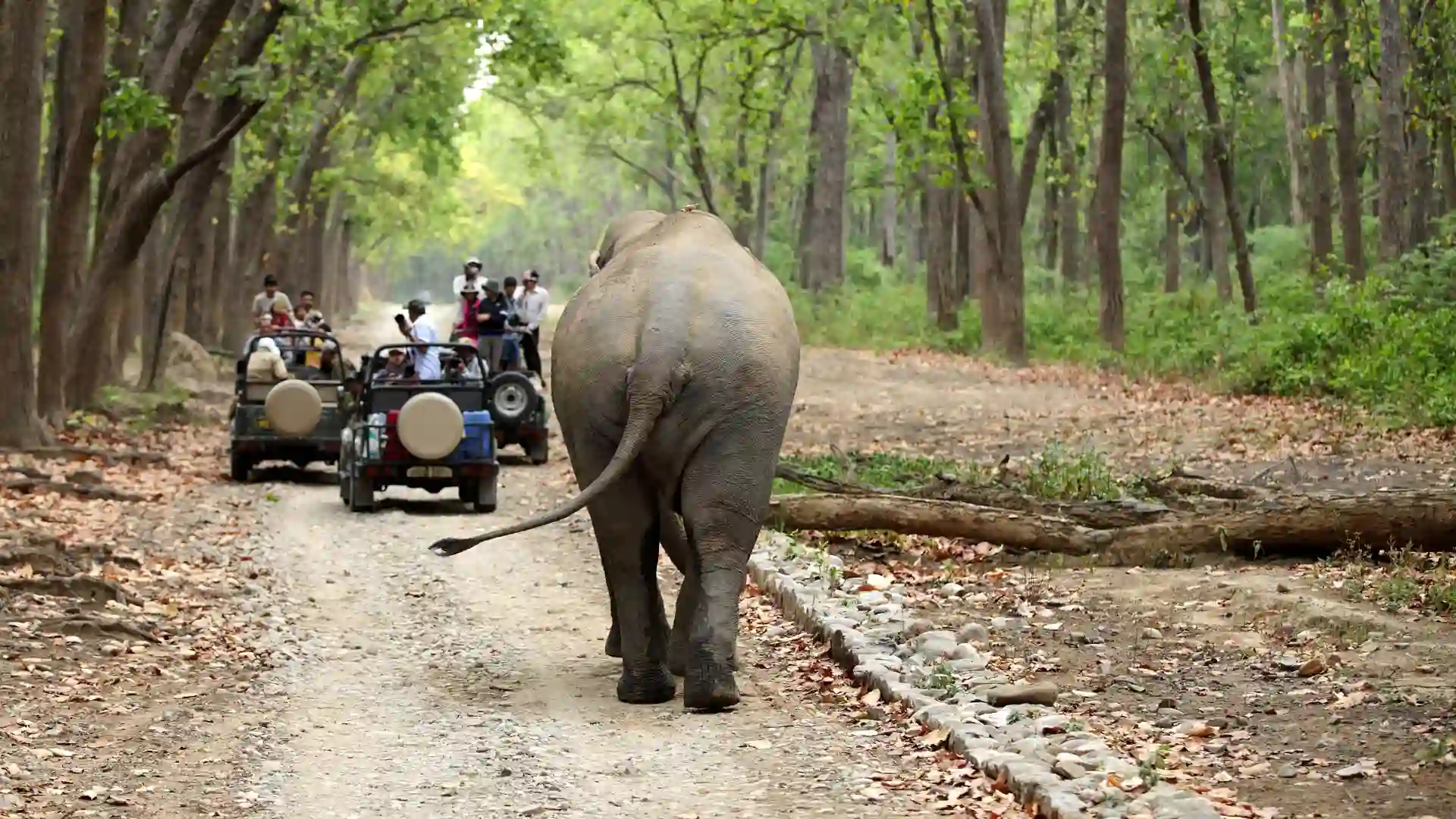 Corbett Tour Hire