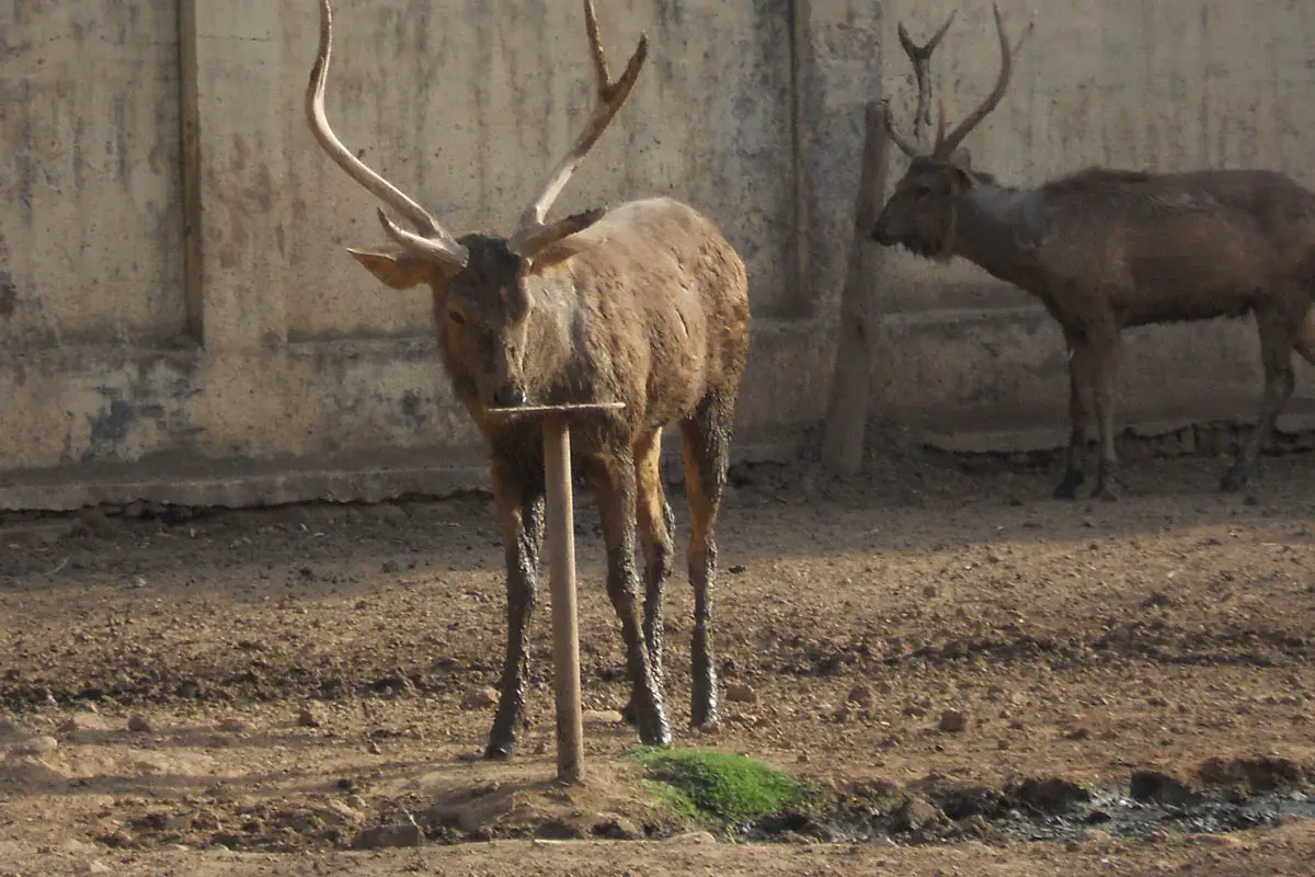 Gwalior Zoo Tour