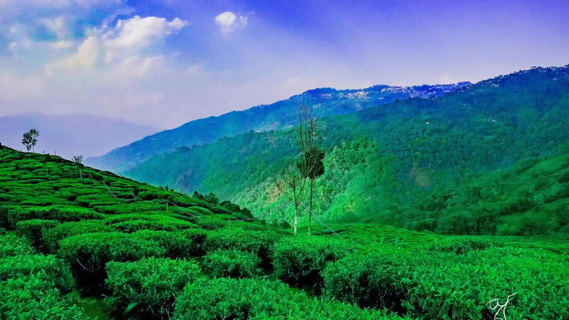 Happy Valley Tea Tour Hire