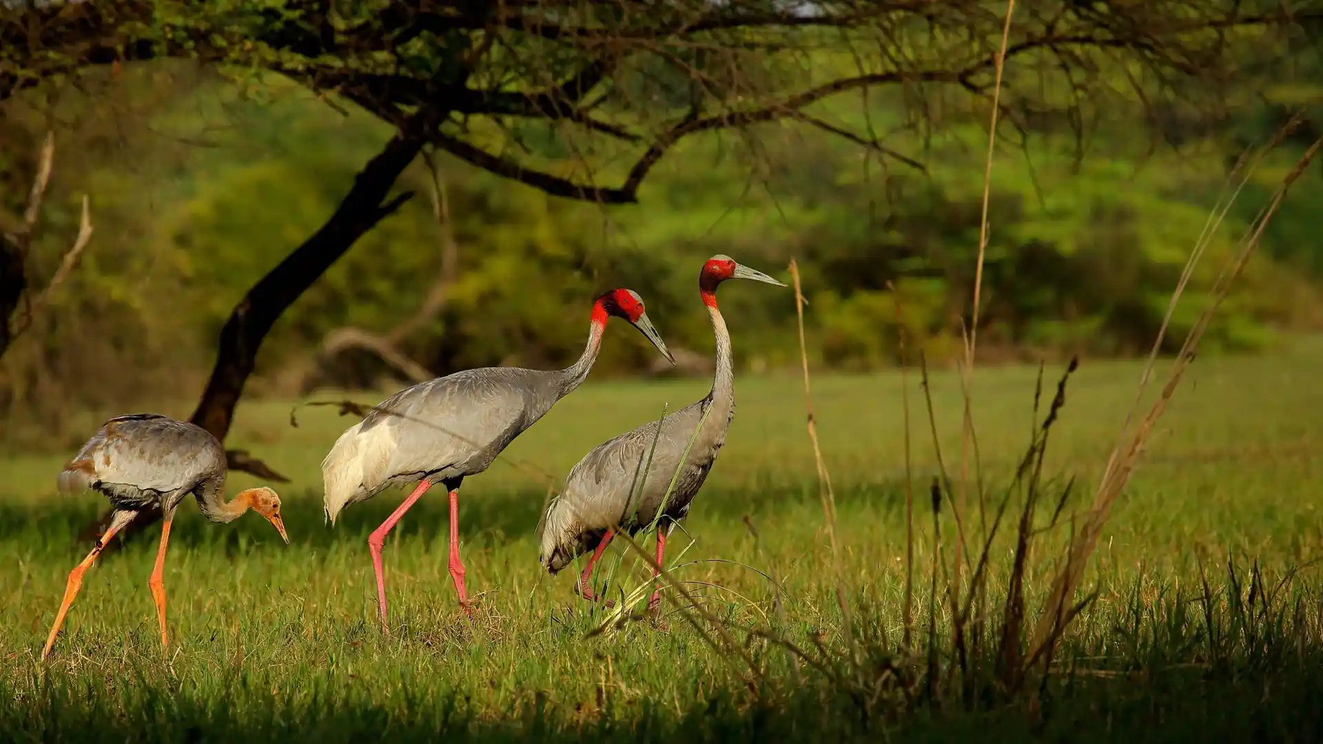 Keoladeo Tour Hire