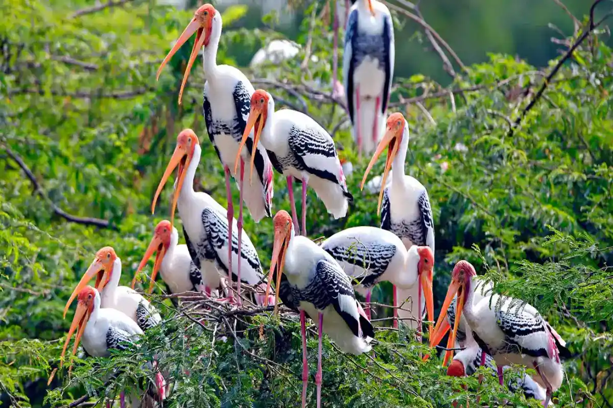 Keoladeo Tour